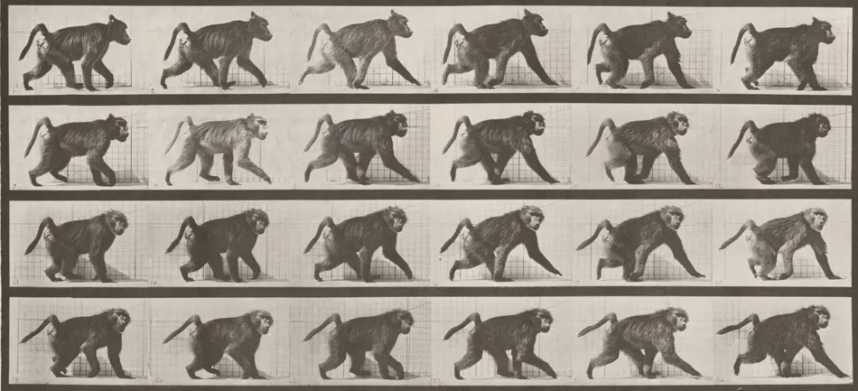 Plate Number 748. Baboon walking on all fours by Eadweard Muybridge