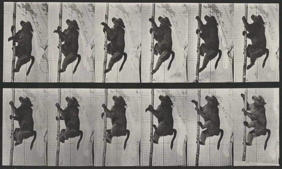 Plate Number 749. Baboon climbing a pole by Eadweard Muybridge