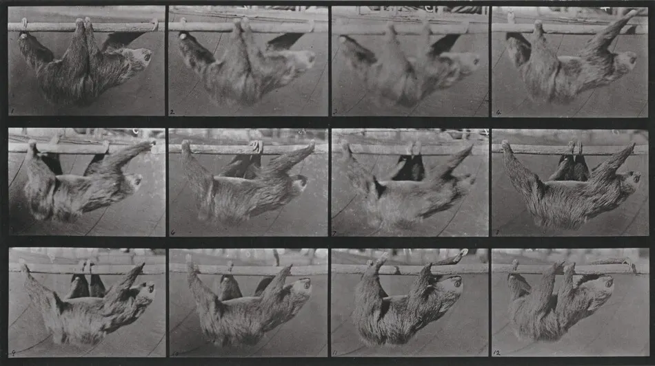 Plate Number 750. Sloth walking suspended on a horizontal pole by Eadweard Muybridge