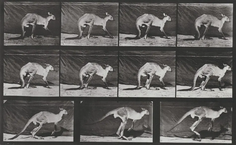 Plate Number 751. Kangaroo walking on all fours, changing to jumping by Eadweard Muybridge