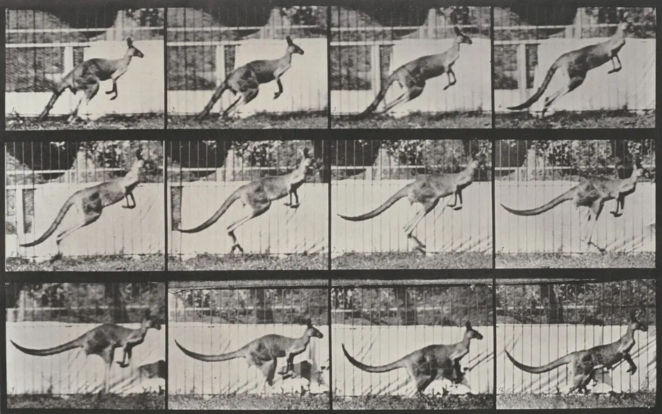 Plate Number 752. Kangaroo jumping by Eadweard Muybridge