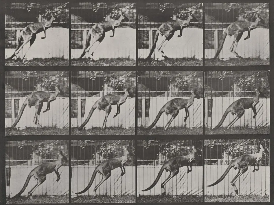 Plate Number 753. Kangaroo jumping by Eadweard Muybridge