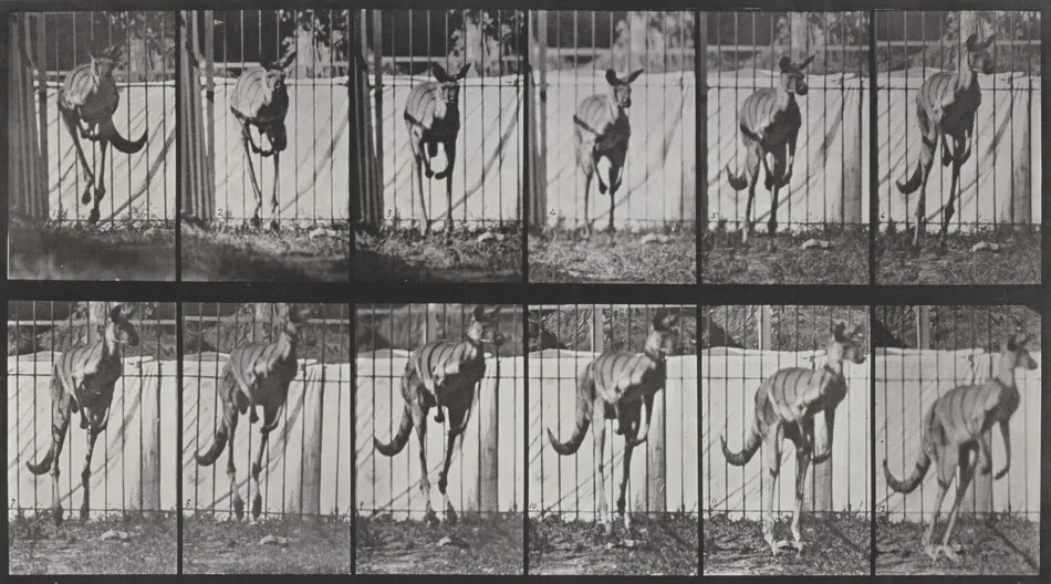 Plate Number 754. Kangaroo jumping by Eadweard Muybridge