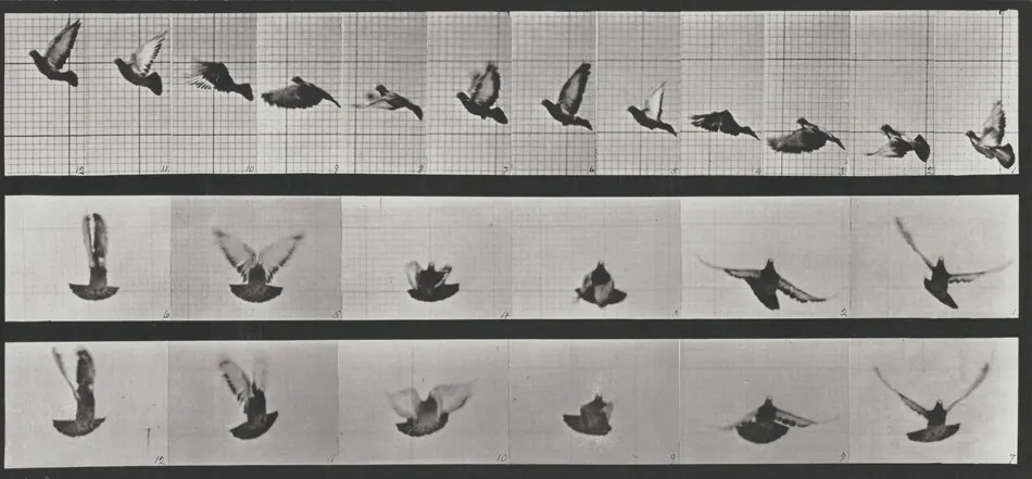 Plate Number 755. Pigeon flying by Eadweard Muybridge