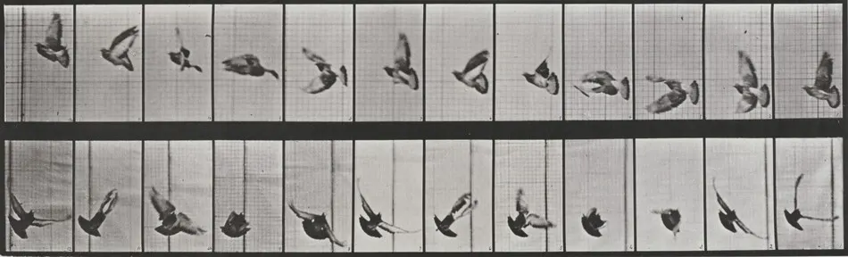 Plate Number 756. Pigeon flying by Eadweard Muybridge