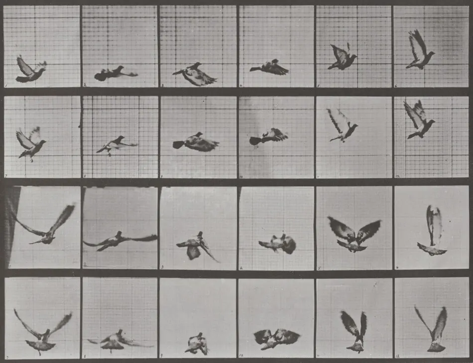 Plate Number 757. Pigeon flying by Eadweard Muybridge