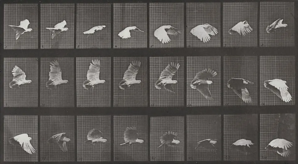 Plate Number 758. Cockatoo flying by Eadweard Muybridge