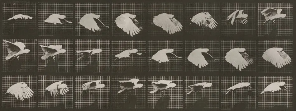 Plate Number 759. Cockatoo flying by Eadweard Muybridge