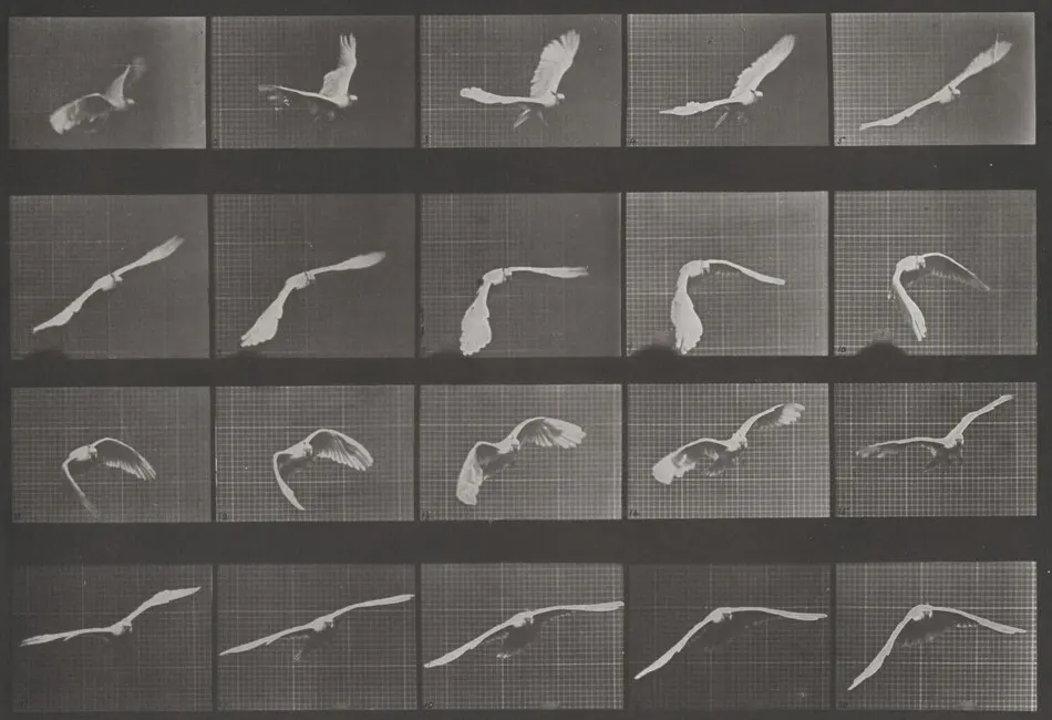 Plate Number 760. Cockatoo flying by Eadweard Muybridge