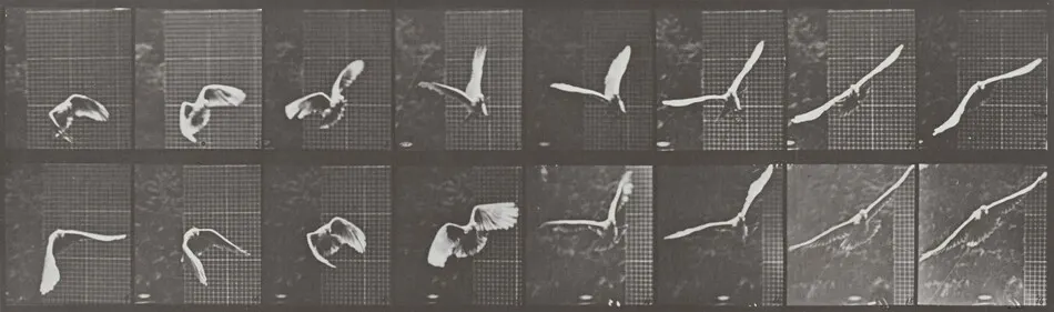 Plate Number 761. Cockatoo flying by Eadweard Muybridge