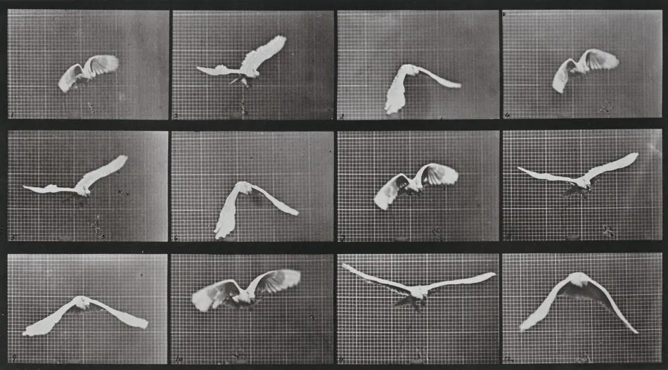 Plate Number 762. Cockatoo flying by Eadweard Muybridge