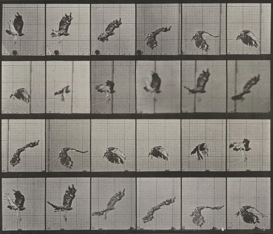 Plate Number 763. Red-tailed hawk flying by Eadweard Muybridge