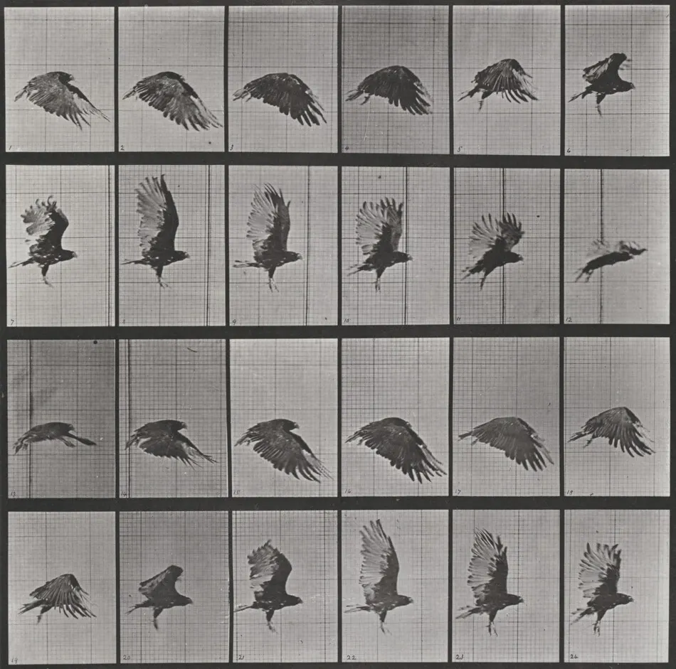 Plate Number 765. Vulture flying by Eadweard Muybridge