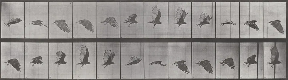 Plate Number 766. Vulture flying by Eadweard Muybridge