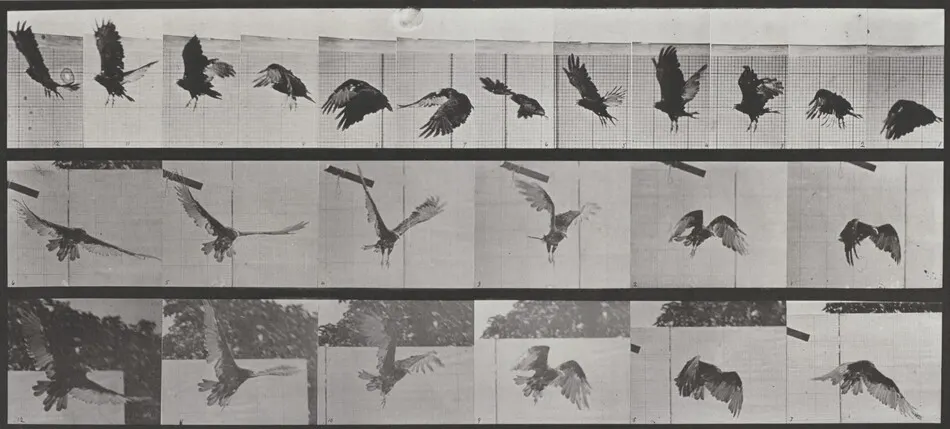 Plate Number 767. Vulture flying by Eadweard Muybridge