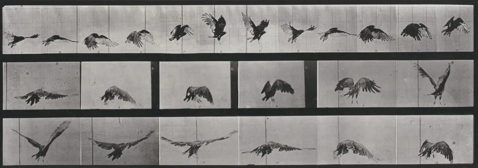 Plate Number 768. Vulture flying by Eadweard Muybridge