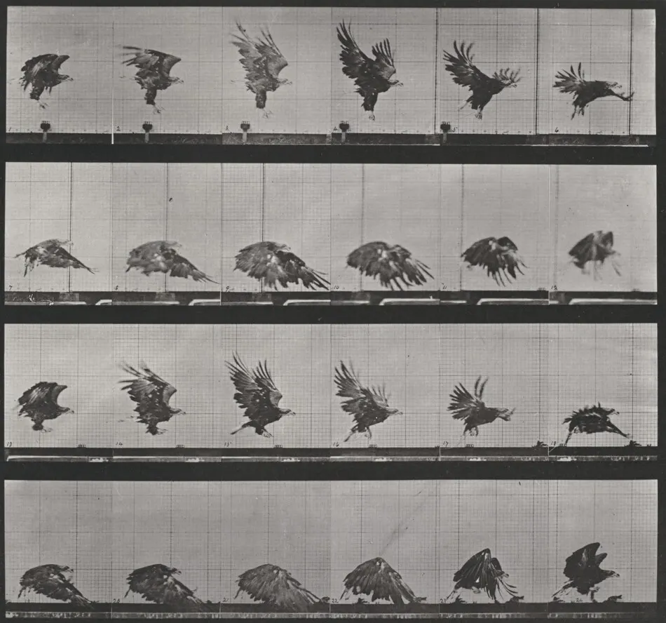 Plate Number 770. American eagle flying near the ground by Eadweard Muybridge