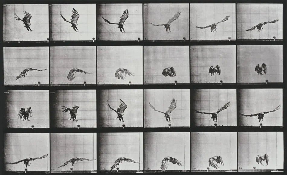 Plate Number 771. American eagle flying near the ground by Eadweard Muybridge