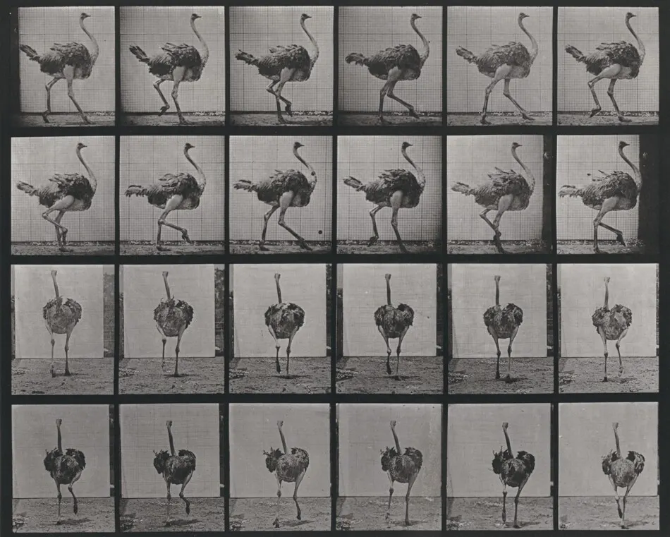 Plate Number 772. Ostrich walking by Eadweard Muybridge