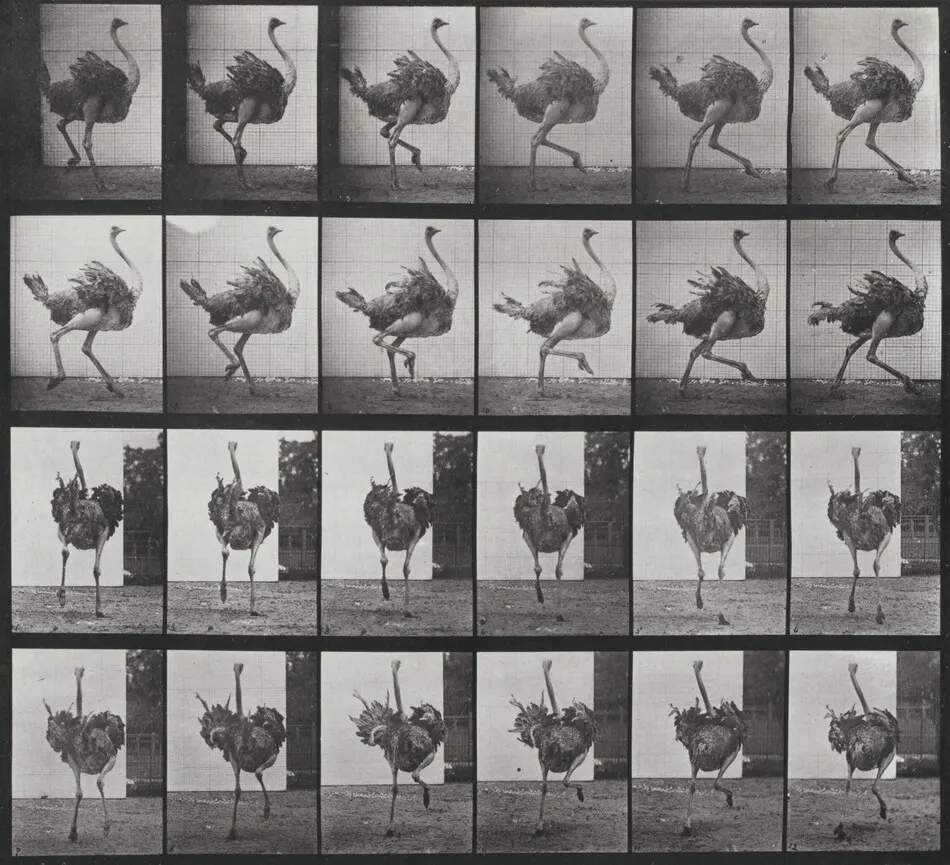 Plate Number 773. Ostrich running by Eadweard Muybridge