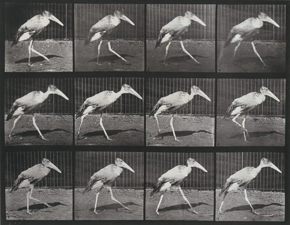 Plate Number 774. Adjutant walking by Eadweard Muybridge