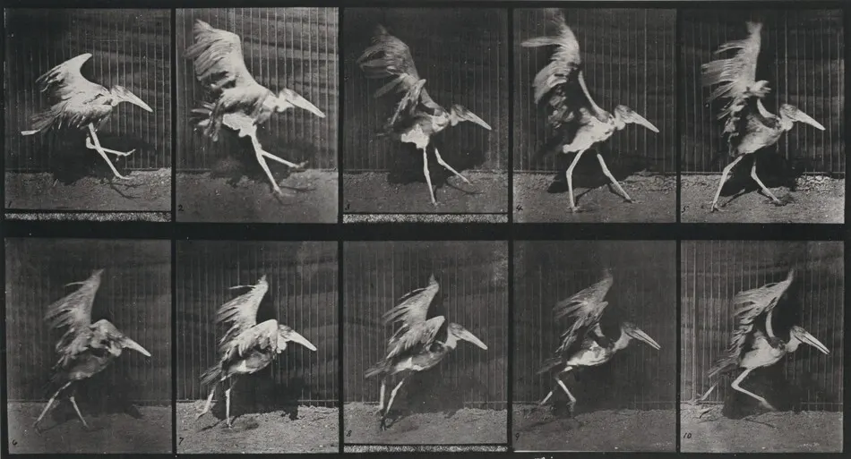 Plate Number 775.  Adjutant, flying run by Eadweard Muybridge