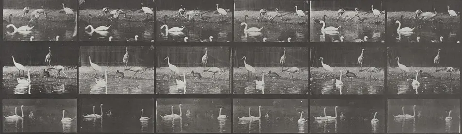 Plate Number 776. Storks, swans, etc. by Eadweard Muybridge