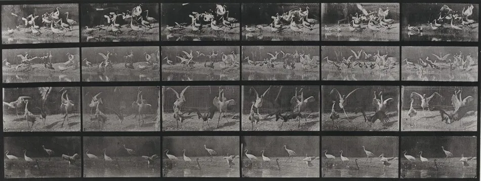 Plate Number 777. Storks, swans, etc. by Eadweard Muybridge