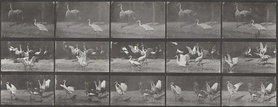 Plate Number 778. Storks, swans, etc. by Eadweard Muybridge