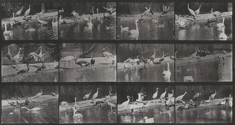Plate Number 779. Storks, swans, etc. by Eadweard Muybridge