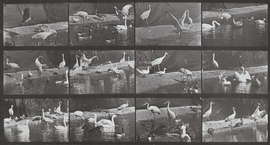 Plate Number 780. Storks, swans, etc. by Eadweard Muybridge