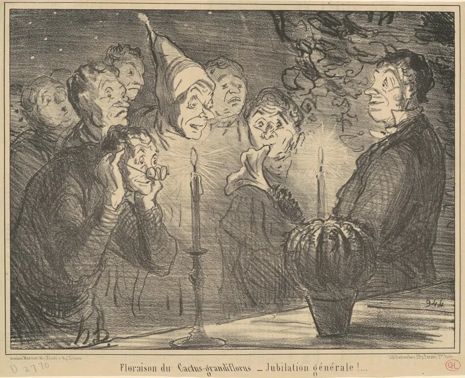 Floraison du Cactus-grandiflorus... by Honoré Daumier