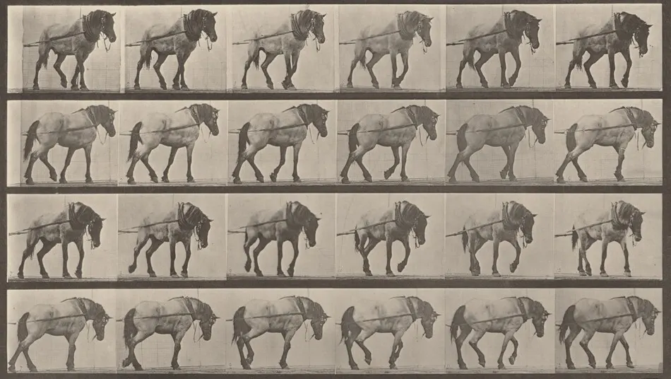 Plate Number 570. "Hansel" hauling by Eadweard Muybridge