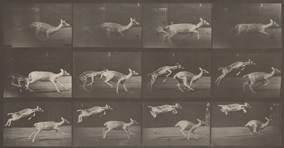 Plate Number 691. Fallow deer, doe galloping and kid jumping by Eadweard Muybridge