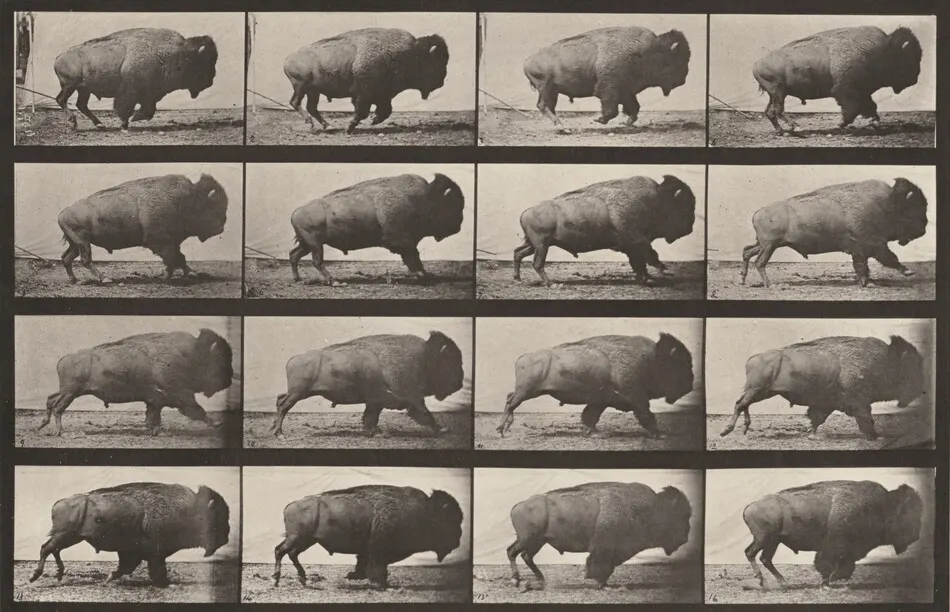 Plate Number 700. Buffalo galloping by Eadweard Muybridge