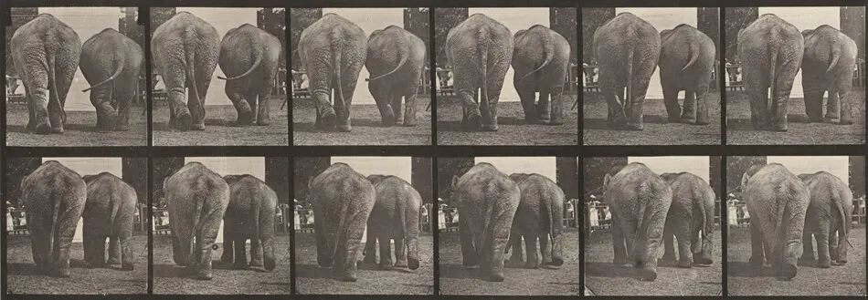 Plate Number 735. Two elephants walking by Eadweard Muybridge