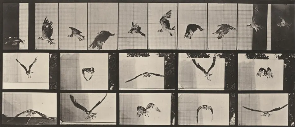 Plate Number 764. Fish hawk flying by Eadweard Muybridge