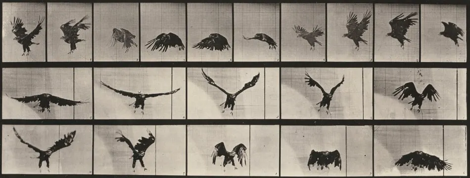 Plate Number 769. American eagle flying by Eadweard Muybridge