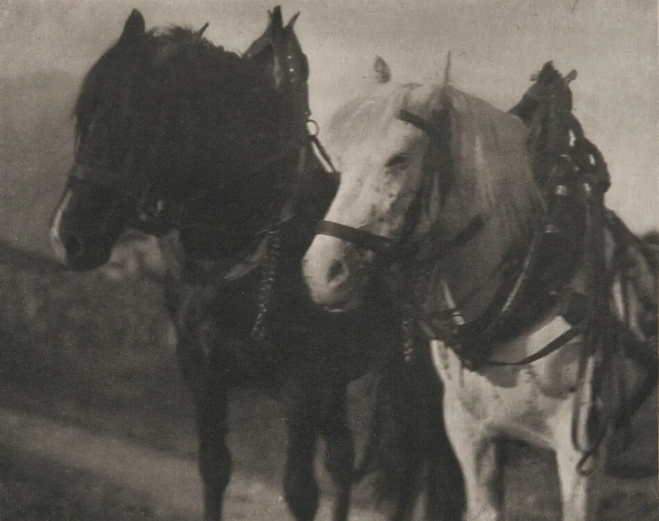 Horses by Alfred Stieglitz