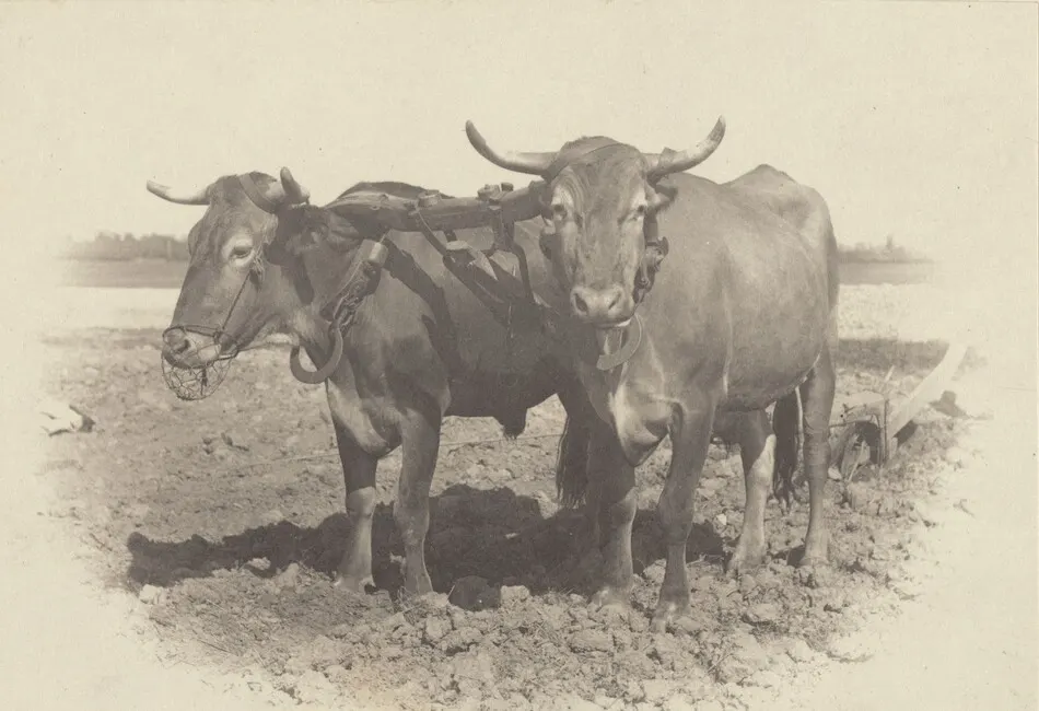 An Idyll by Alfred Stieglitz