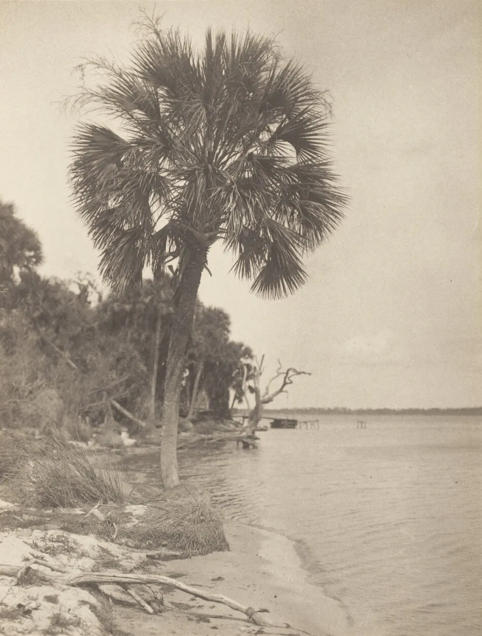 At Rockledge, Florida by Alfred Stieglitz