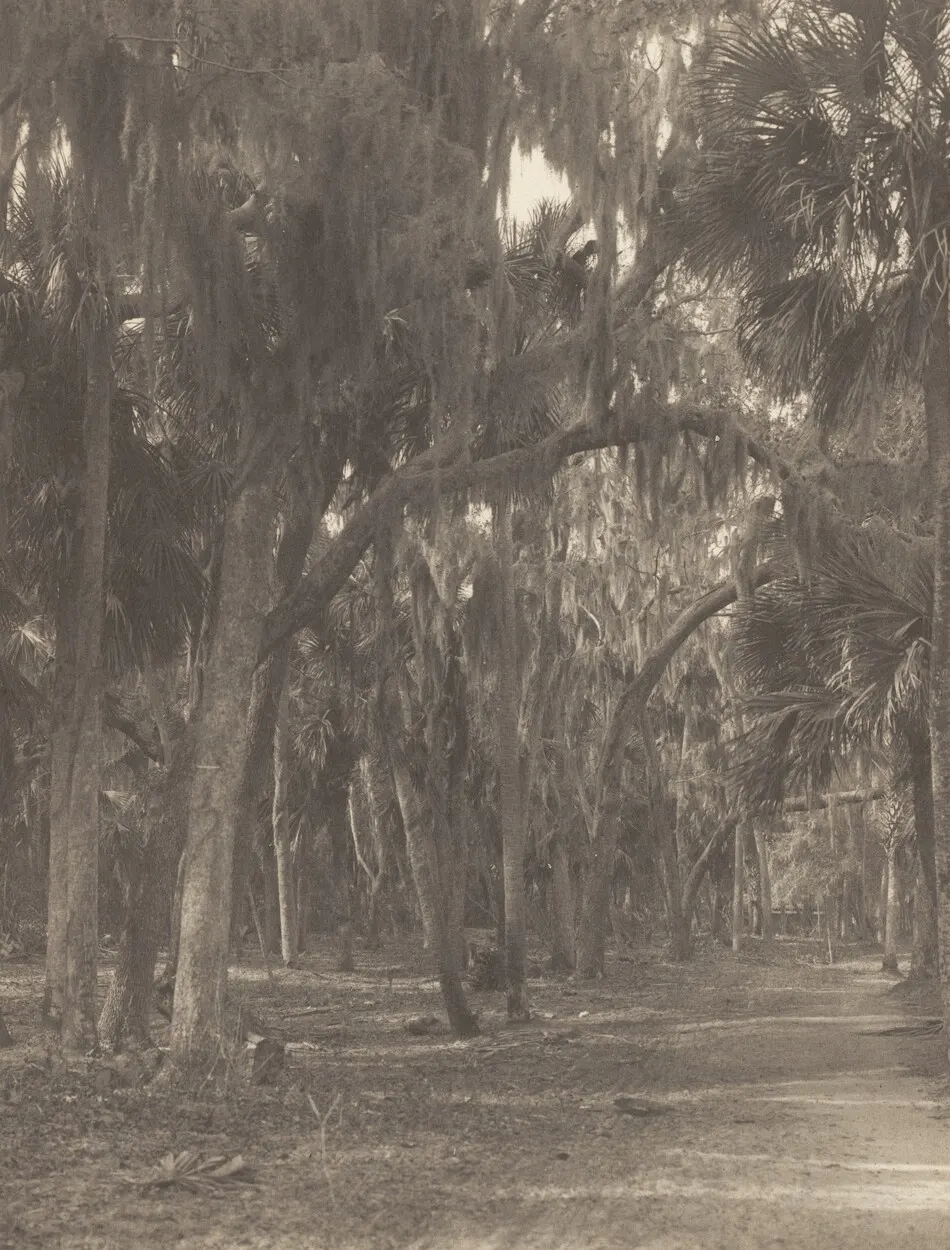 At Rockledge, Florida by Alfred Stieglitz