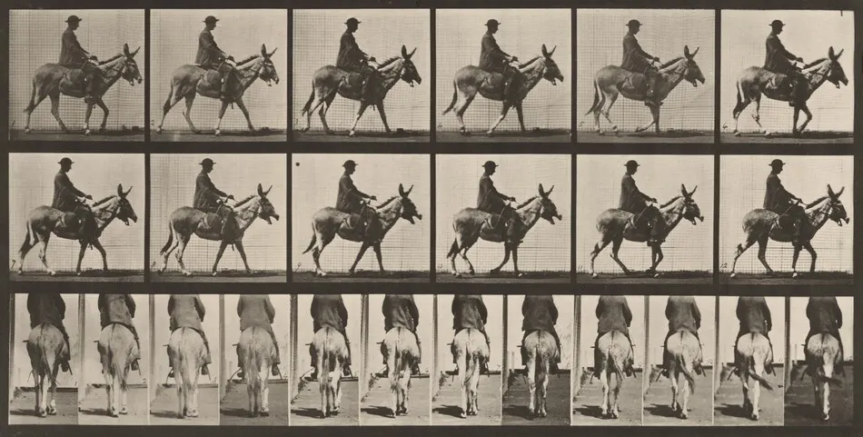 Plate Number 667. Ass; walking, saddle; a boy riding, Zoo by Eadweard Muybridge