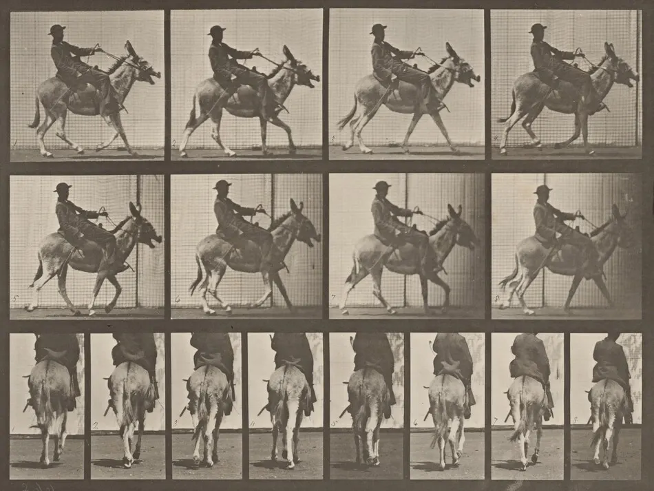 Plate Number 668. Ass; ambling; irregular; saddle; a boy riding, Zoo by Eadweard Muybridge