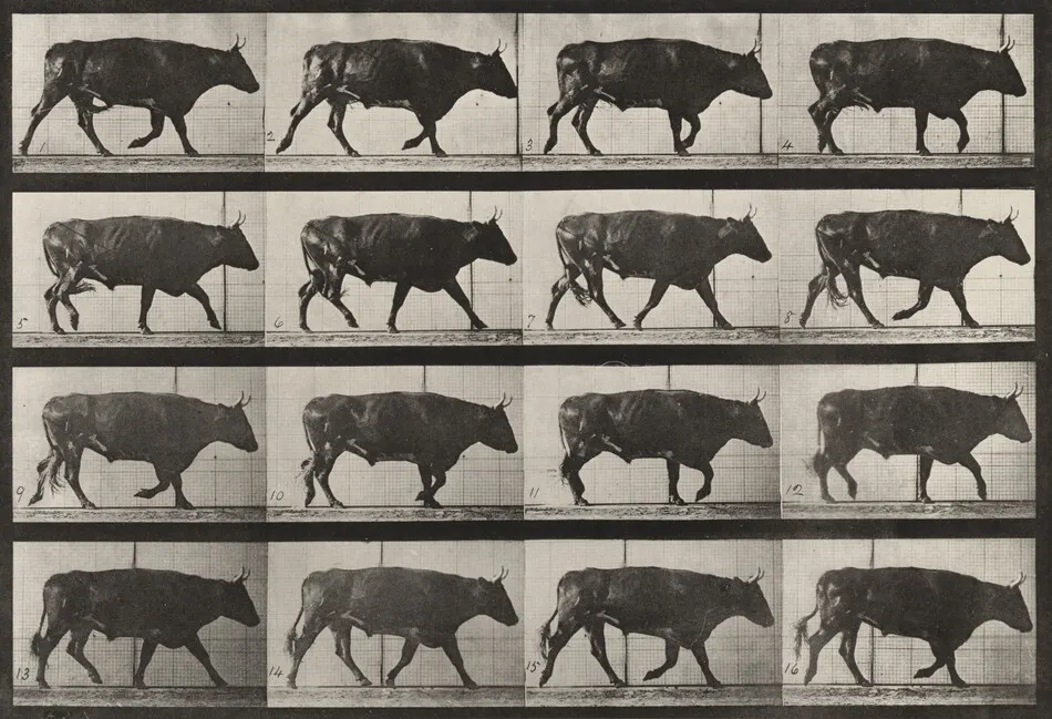 Plate Number 672. Ox; trotting by Eadweard Muybridge