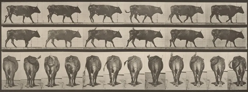 Plate Number 671. Ox; walking by Eadweard Muybridge