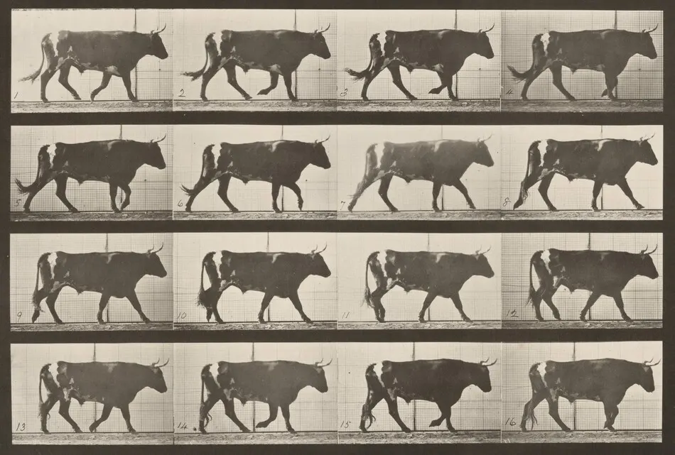 Plate Number 669. Ox; walking by Eadweard Muybridge