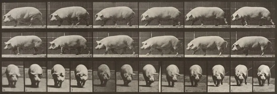 Plate Number 673. Sow; walking by Eadweard Muybridge