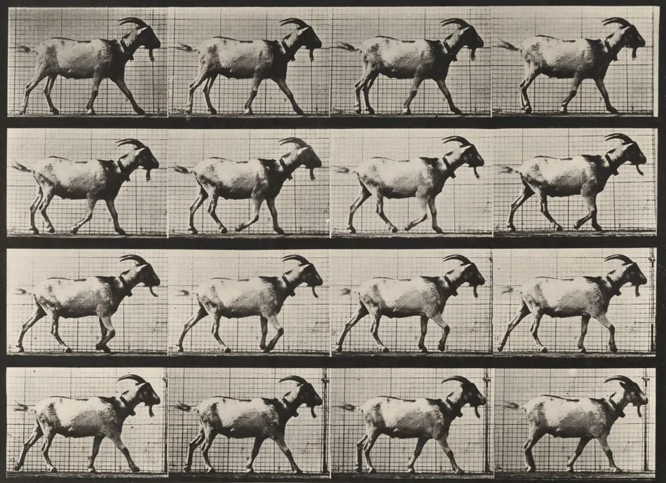 Plate Number 676. Goat; walking by Eadweard Muybridge