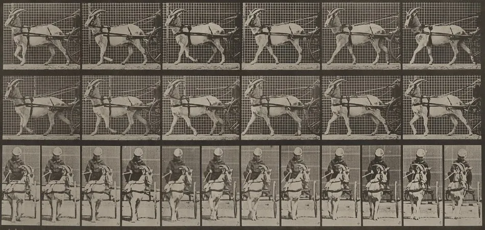 Plate Number 677. Goat; walking, in sulky by Eadweard Muybridge